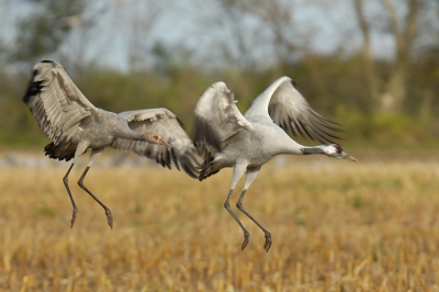 Samen landend op het maisveld.

Nikon D2X, AF-S VR 200-400/4.0 met 1.4 TC