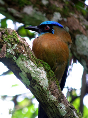 Kleurrije vogel behorend tot de motmotfamilie. Vrij algemeen in laaglanden en middelgebergte in Costa Rica. Is regelmatig ook te zien in semi-open gebieden en laat zich daardoor relatief gemakkelijk fotograferen. Jammer dat hier zijn staart er niet op staat, en er een beetje tegenlicht is...