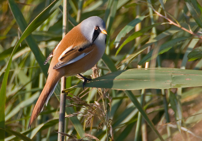 Deze kwam helaas niet boven in een pluim zitten. maar wel aan de voorkant.
500mm + 2x converter, F8, 1/500sec, 500iso, -1/3 stop