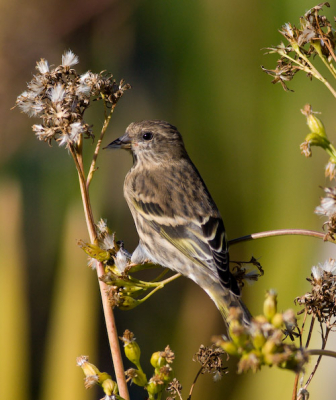 One of several feeding on seed-heads near the visitor centre.