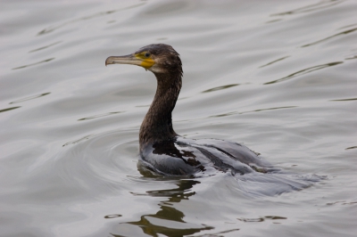Op een bewolkte dag een ochtend in de lepelaarhut gezeten en naast grote zilverreigers ook o.a. deze Aalscholver kunnen fotograferen. Canon 20D met 400 mm 5.6. vanaf de bonenzak 1/320 sec., f 5.6, full frame.