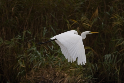Als een spook in de nacht kwam hij voorbij zeilen. 
Canon 20D met 400 mm 5.6. Vanaf bonenzak 1/640 sec, f 5.6, ISO 400.