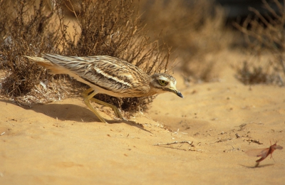 Met de sprinhanenplaag die in Noord-Afrika, en zeker ook in Mauretanie, gaande is was er voldoende te eten voor bijvoorbeeld deze Griel. Toch bleken ze vaak niet heel handig in het vangen van deze grote insekten. Ook deze sprinkhaan ontsnapte. Ik vermoed dat ze s nachts effectiever jagen. Ik zal later wat meer sprinkhaanjagende Grielen in mjn PA zette.

Foto met NIKON F90x met 300/4 lens, vanaf statief. 1/1000 F8, Gescande dia. Fuji Provia 100 geforceerd naar 200 ASA. Stukje van de linker kant weggesneden.