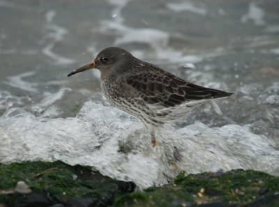 Als een rots in de branding.
500mm 250/F8 ISO 250