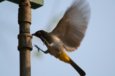 Afrikaanse naam is Rooioogtiptol. Deze bulbul kwam steeds drinken van de koppeling van een waterleiding. Vreemd eigenlijk want onder de waterleiding lag een grote plas water.
EOS400D, 300mm, ISO 100, F 6.3, 1/320, volledige foto