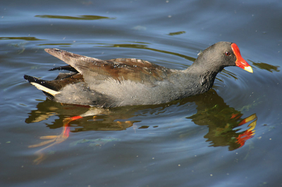 Niet veel gefotografeerd de laatste tijd, maar wel veel oud materiaal uitgezocht en gescand. Kom je toch weer leuke dingen tegen. In Australie toch ook veel vertrouwde vogels ontmoet, maar dan net een beetje anders. Waterhoen en meerkoet bijvoorbeeld: de meerkoet daar heeft de grootte van ons waterhoen, en hun zwarte waterhoen heeft de grootte van onze meerkoet. En dan natuurlijk geen witte flankstreep en prachtig rode poten.