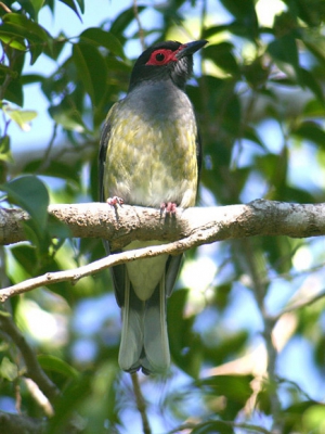 Een aantal jaren eerder was dit de eerste vogel die ik in Australia zag. Maar dan wel de noordelijke vorm met de knalgele borst en buik (fraaier dan deze). Deze keer in Brisbane waren de vogels donker grijsgroen. Deze vogel is halverwege Cairns gefotografeerd en vertoont een hoeveelheid geel op z'n buik. Zou volgens de boeken een tussenvorm tussen de rassen flaviventris (met gele buik) en vieilloti moeten zijn.