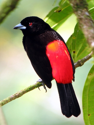 Een prachtige kleurrijke vogel, vrij algemeen in de laaglanden van Costa Rica. Ze blijven echter nooit lang stil zitten...deze keer echter wel...geluk gehad !