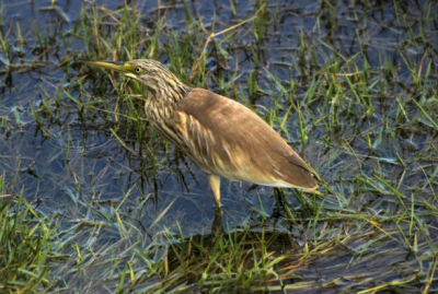 Stond onderaan de dam bij het stuwmeer.
Foto enigszins gecropt en lichter gemaakt. 
Nikon D80 met Nikkor 70-300 mm.