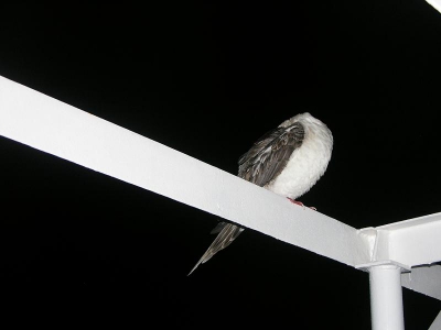 Het was middernacht op de brug van de Eagle 2. Plots zie ik boven mij deze jonge Jan-van-Gent zitten. Hij lijkt in diepe slaap verzonken en ziet mij niet. Of doet ie maar alsof...
