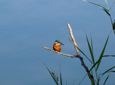 ijsvogel foto gemaakt bij de oelemars in losser .
