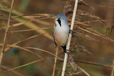 Een weekje Lauwersmeer zorgde voor mijn eerste echte kennismaking met de Baardmannetjes. Wat een mooie vogeltjes zijn het toch.