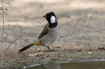 De foto is gemaakt in een park in Dubai. Welke naam hoort erbij?