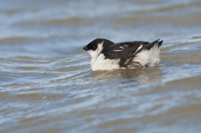 Vandaag een spectaculaire dag langs Lauwersoog met maar liefst 3 Stormvogeltjes. Helaas deze te ver weg, maar wel een erg mooie Kleine Alk die vlak onder de dijk langs kwam zwemmen.

Bij deze dus. Zijn soortgenootje die vlak voor hem vloog had minder geluk, die moest het afleggen tegen een Middelste Jager.