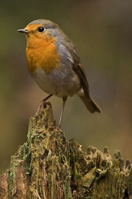 vond deze roodborst wel leuk zo op deze stronk.

www.henrybouw-natuurfotografie.nl