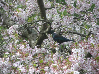 Native New Zealand bird
Hoewel de lentebloesem in het voordeel van het plaatje werkt, zie je hierdoor minder goed de witte 'lellen' van de tui. Prachtige geluiden kwamen er uit die bloesemboom.