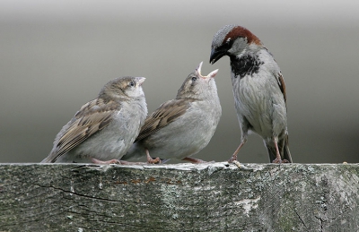 Gelukkig zien we dit nog ! Het bestand in Katwijk is behoorlijk afgenomen. Laatst zag ik dat een Sperwer bij ons in de tuin een mannetje Huismus te grazen nam.