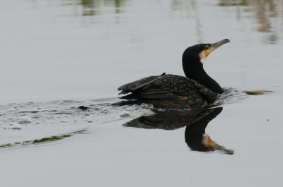 Krachtig zwemmend! Een verlate zomerfoto.
Nikon D80, VR70-300, 300mm, ISO 400, 1/400 sec., F/10,
gecropt.