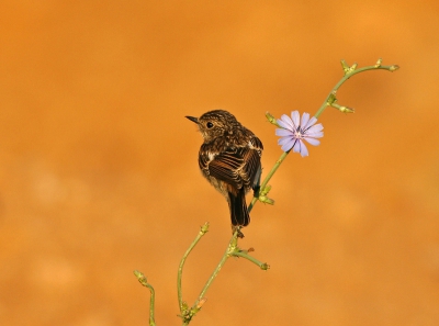 A juvenile stonechat under the early morning sun.