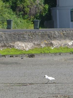 In tegenstelling tot hoe ik de lepelaars op mijn geboorte-eiland Texel ken, laten deze koningslepelaars zich door luid verkeer noch fotograferende vrouwen afschrikken. Ik heb deze foto overigens niet bewerkt; de gifgroene kleur van de algen is waarheidsgetrouw.
