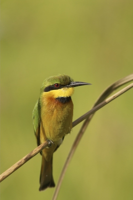 Prachtige beestjes. Een genot om te bekijken, laat staan fotograferen. 

1Dmk2 + 1.4x + 400/5.6L + statief, ISO 100, 1/320s, 15% crop van onder (out of focus rietstengel) en rechts waardoor er ~72% vd pixels over blijven.

Kleuren en contrast iets beter dan mijn vorige plaatje, maar dit kan m.i. nog steeds beter. Hopelijk leer ik het snel....

Grz

Peter