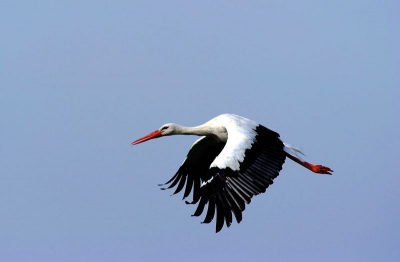 bezoek aan het vogelreservaat Le Marquenterre prachtig daar.
Aan de baai van de somme .
Fuji s5pro  Nikon 300/4 ,zonder statief.
1/1600 F 6.3  iso 200