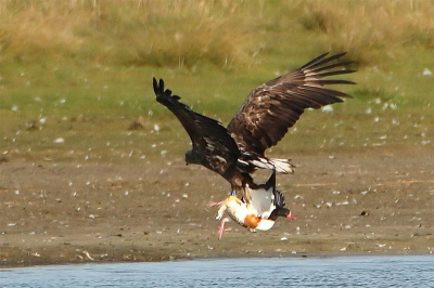 Due to a distance of about 500 m the technical quality of this picture  is not satisfying. Nevertheless, I posted this picture, because it was very impressive to see the struggle of the White-tailed Eagle with the caught Shelduck, which was still alive in this moment.
The picture is strongly cropped.
(Comments can be given also in Dutch.)