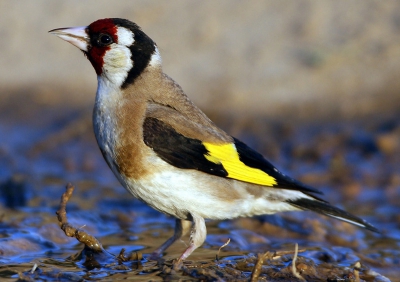 a goldfinch under the early morning sun