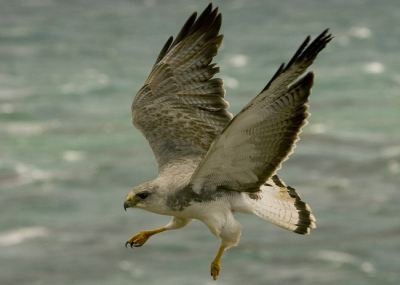 <i class='fa fa-user'></i> otto plantema | Roodrugbuizerd  <i class='fa fa-eye'> 709</i>  <i class='fa fa-thumbs-up'> 4</i>   <i class='fa fa-comment-o'> 2</i>
