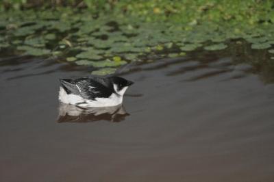 Woensdag rond 5 uur werd ik gebeld door Adri Clements, die melde dat er een kleine alk in de buurt zat. Dat moest ik natuurlijk niet missen! Een kleine alk in de polder! Met een noodgang naar de plaats des (on)heils gefietst. Gelukkig had ik m'n statief bij me, want het was al bijna donker toen ik aankwam. Meteen een paar foto's gemaakt, waarvan er veel bewogen waren. Gelukkig zat het beestje wel dichtbij (1 a2 meter), want mijn grootste brandpunt is 90 mm. Deze foto is gemaakt met ISO 1600, F2.8 en 1/13 sluitertijd. daarbij nog een flitscompensatie van +2. Ook was het natuurlijk verschrikkelijk donker in de zoeker. Ik ben dus erg blij met deze (volgens mij vrij unieke) foto van een kleine alk in een polderslootje tussen de waterplanten.