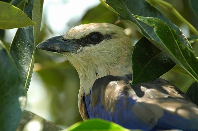 na een groep van ongeveer 20 scharrelaars gefotografeert te hebben kwam ik deze tegen.
hij zat op oog hoogte zichzelf te poetsen (je ziet nog een donsveertje op de snavel )


nikon d70s tamaron 500mm (uit de hand ).