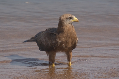 Naast de camping waar we verbleven zat een hele kolonie zwarte wouwen. Hier eentje met zijn poten in het Victoriameer, op zoek naar een nieuwe prooi.
