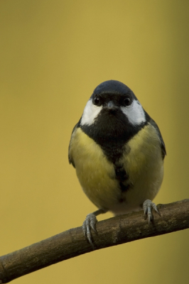 Voor deze koolmees had ik een landingsplaats voorzien die maar iets groter was dan dat je op de foto kan zien . Zo was ik zeker dat ik hem voor deze achtergrond ( een ontschorste boom ) kon fotograferen . Dan was het enkel nog wachten vanuit een schuiltentje...