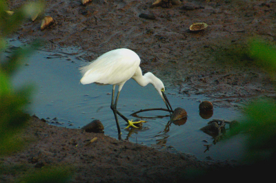Sungei Buloh is a wetland reserve in the north-west corner of Singapore. The mudplates serve a rich pallette of food for waterbirds. In this area many trekking birds make a stop. Prominent birds are the painted stork and the little egret.

This photo I made on an evening from a bird watching hut. The distance to the bird was only about 7meter and I used 
my Nikkor 18-70mm to photograph it.