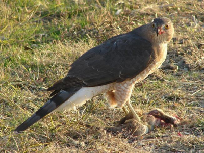 Ik ben net begonnen met het fotograferen van vogels en weet eerlijk gezegd niet of dit een valk, havik of iets anders is.