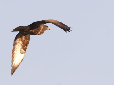 Je ziet veel buizerds in Flevoland, maar vliegend op de foto krijgen blijft lastig. Dit exemplaar stond op de lens terwijl hij in een boom zat en toen hij uiteindelijk opvloog ging dat naar me toe i.p.v. opzij. Snel de auto uit en nog een paar foto's 'er achteraan' gemaakt.

Canon-20D, ISO-400, F10, 400mm, 1/800 sec.