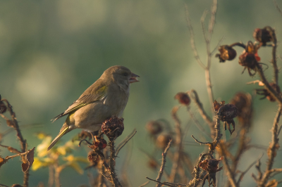 De rozenbottels zijn bijna geheel verdord maar een grote groep groenlingen liet het zich nog lekker smaken. 

D200,  Sigma 50-500mm,  vanaf rijstzak.