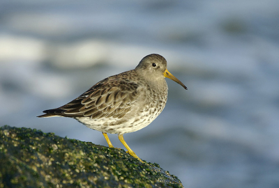 Vanmorgen weer eens bezoek aan de noordpier na al het duinwerk van de laatste tijd. Naast de bekende steenlopers geprobeerd om met deze stranlopers bezig te zijn. 2 totaal verschillende achtergronden.