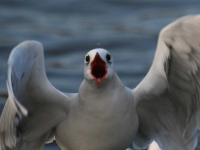 De foto is niet helemaal scherp, maar ik vond hem wel heel erg leuk.