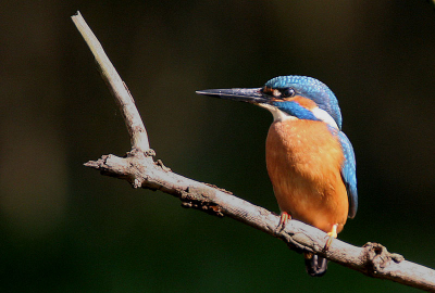 Op aanraden van een "beroeps"-fotograaf een stok in de sloot gezet op de plek waar ik de ijsvogel al vaak bezig had gezien. Op een strategische plek onder een camouflagenet gaan zitten en voila: meneer ging op ""mijn"" tak zitten. Het is mijn eerste foto met m'n nieuwe aanschaf: Sigma 50-500mm.  Er zal wel van alles aan mankeren, maar ik was er maar wat blij mee