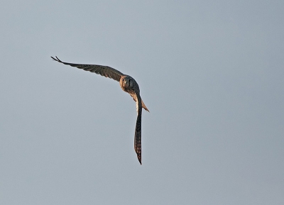 Nog niet lang geleden begonnen met fotografie.
Hier is mn eerste vliegende torenvalk.
