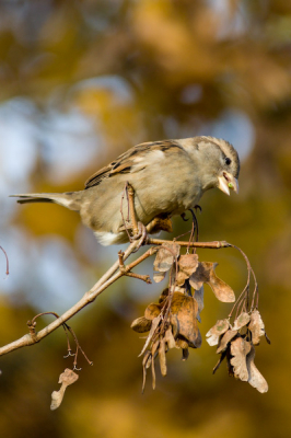 One of a small flock feeding on some kind of Acer seeds in the late afternoon sun.