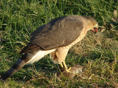 Misschien dat deze foto's beter laten zien om wat voor vogel het gaat. Ben benieuwd! Zal er tevens nog een uploaden waar de staart nog wat duidelijker is.