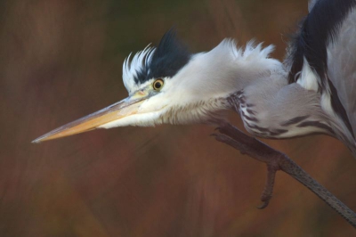 <i class='fa fa-user'></i> luc de bruijn | Blauwe Reiger  <i class='fa fa-eye'> 255</i>   <i class='fa fa-comment-o'> 2</i>