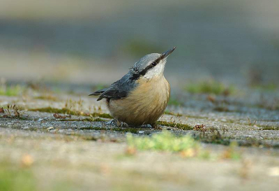 deze opname gemaakt in het voorjaar.kon haar niet goed in de boom op de plaat krijgen.maar ze kwam regelmatig op de grond om stukjes boomschors bij elkaar te scharrelen.


foto gemaakt: liggend nikon d70s sigma 500 mm uit de hand.