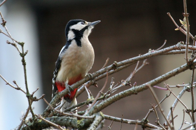 Precies een jaar eerder zag ik 1 keer een GBS in mijn tuin; nu tweemaal in 1 week dit vrouwtje :-) Ze bleef in alle tuinen even hangen op zoek naar iets eetbaars.