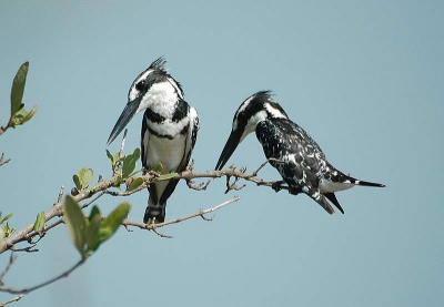 paartje bonte ijsvogels samen op jacht naar een lekker visje.


gemaakt met de nikon d70s sigma 500mm uit de hand.