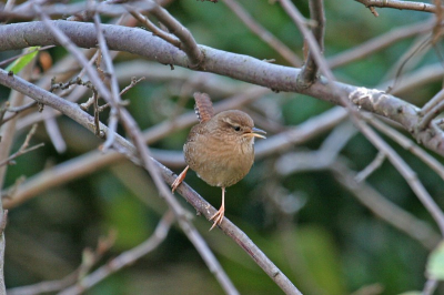 Dagelijks aanwezig in mijn tuin, ik hoor hem (haar?) vaak gedurende de hele dag. Laat zich echter weinig zien als dat wel zo is, dan is ie erg beweeglijk en dus moeilijk te fotograferen.
