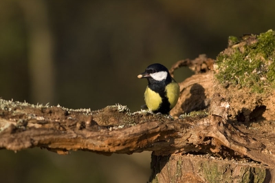 Mijn eerste foto op BP! Met dank aan Doodles voor de tips, schuiltent en locatie.

Gemaakt met Canon 30D/300F4 L IS.