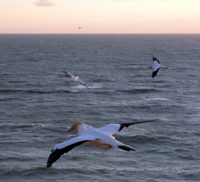 Bijzonder was hoe je boven op de vogels kon kijken.